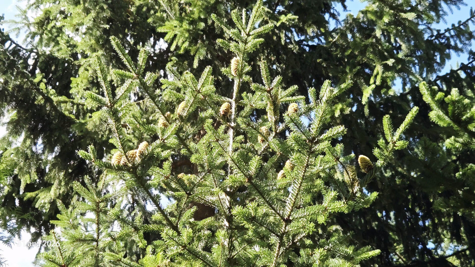 Abies fraseri – Frasers zilverspar