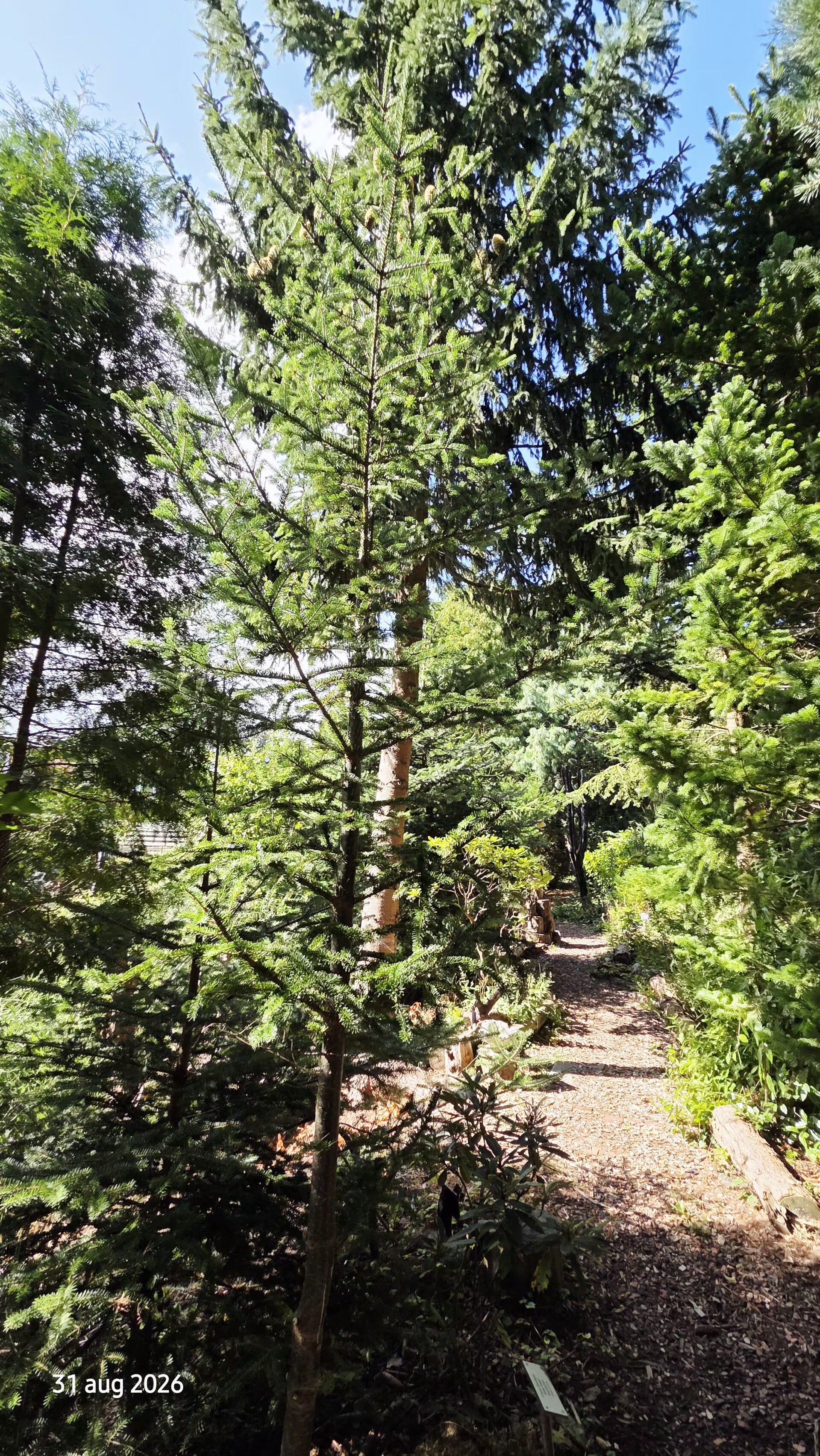 Abies fraseri – Frasers zilverspar