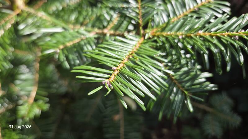 Abies grandis 'Lonnovice' – reuzenzilverspar