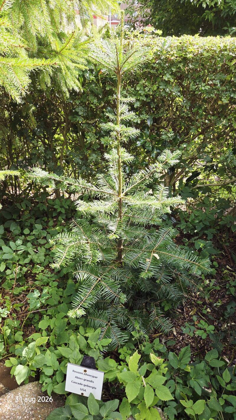 Abies grandis 'Lonnovice' – reuzenzilverspar