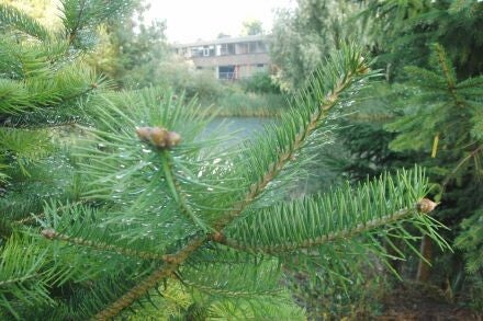 Abies holophylla – Mantsjoerijse zilverspar