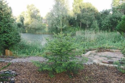 Abies holophylla – Mantsjoerijse zilverspar