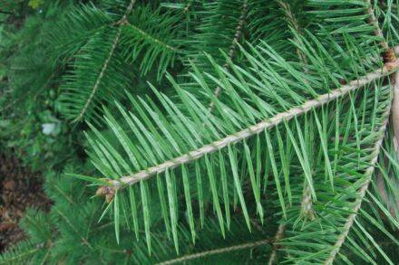 Abies holophylla – Mantsjoerijse zilverspar