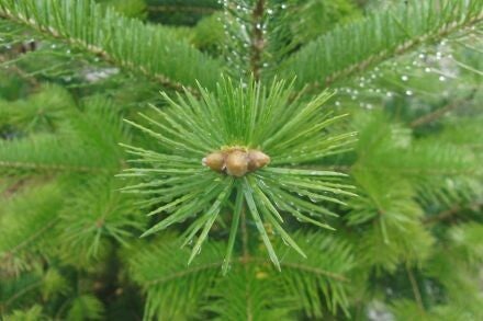 Abies holophylla – Mantsjoerijse zilverspar