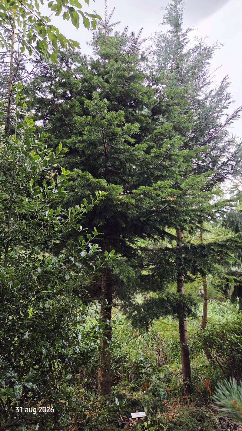 Abies holophylla – Mantsjoerijse zilverspar