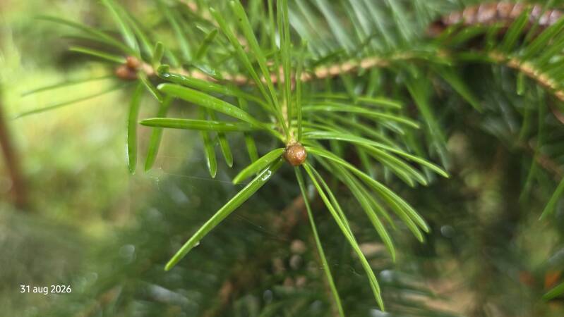 Abies holophylla – Mantsjoerijse zilverspar