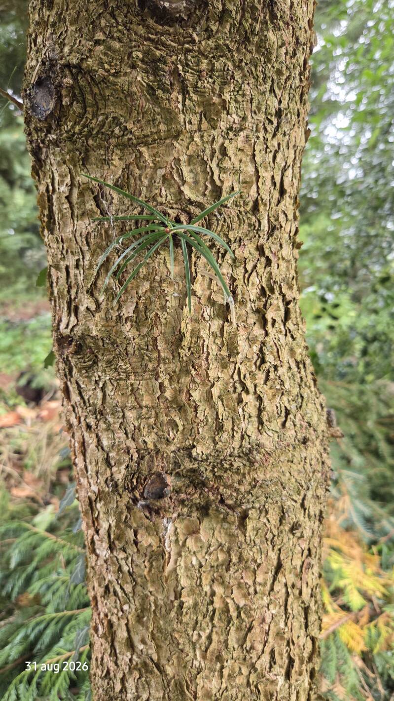 Abies holophylla – Mantsjoerijse zilverspar