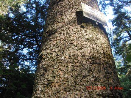 Abies homolepis – Nikko-zilverspar