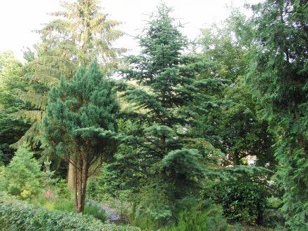 Abies homolepis – Nikko-zilverspar