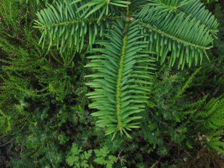 Abies homolepis – Nikko-zilverspar