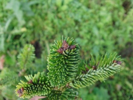 Abies kawakamii – Taiwanese zilverspar