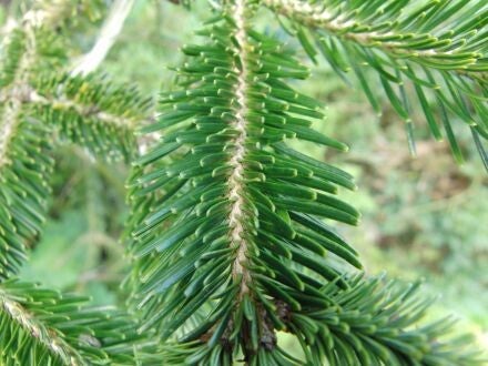Abies kawakamii – Taiwanese zilverspar