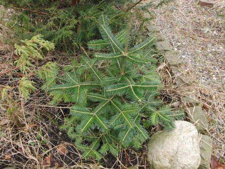 Abies kawakamii – Taiwanese zilverspar