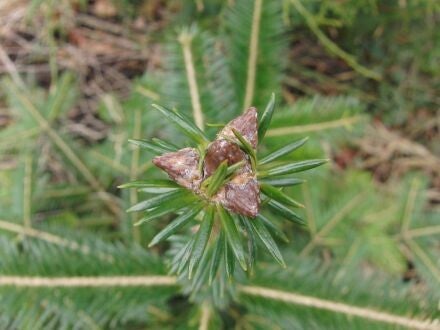 Abies kawakamii – Taiwanese zilverspar
