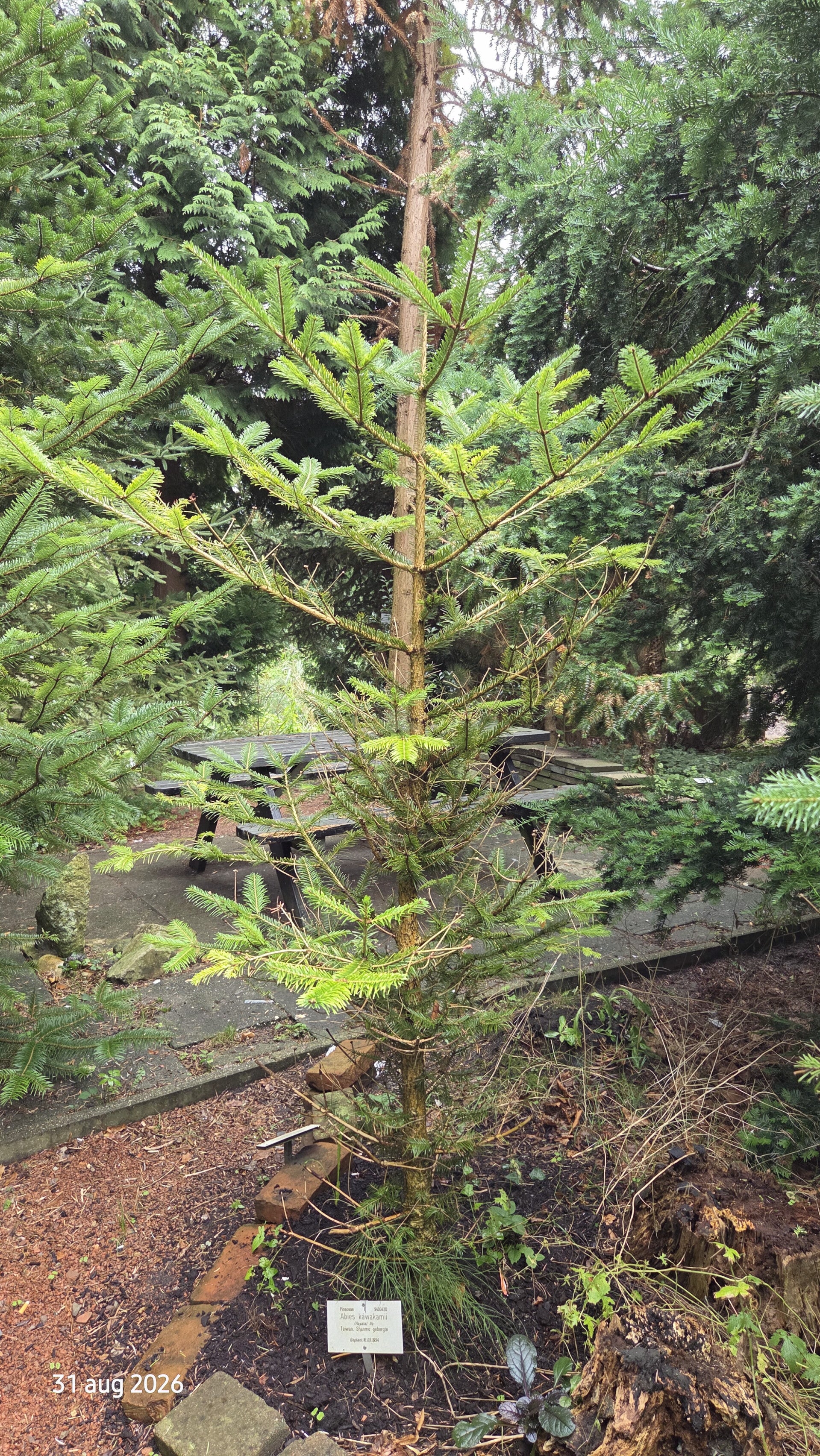Abies kawakamii – Taiwanese zilverspar