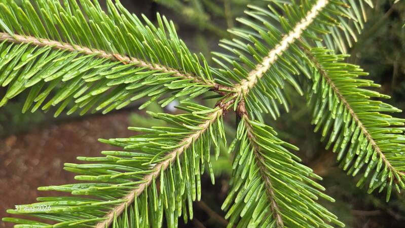 Abies kawakamii – Taiwanese zilverspar