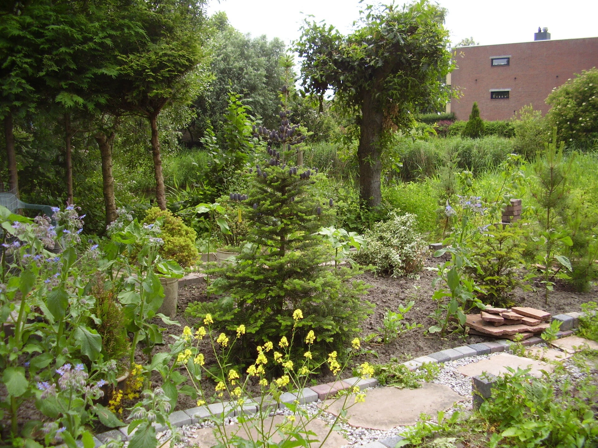 Abies koreana – Koreaanse zilverspar