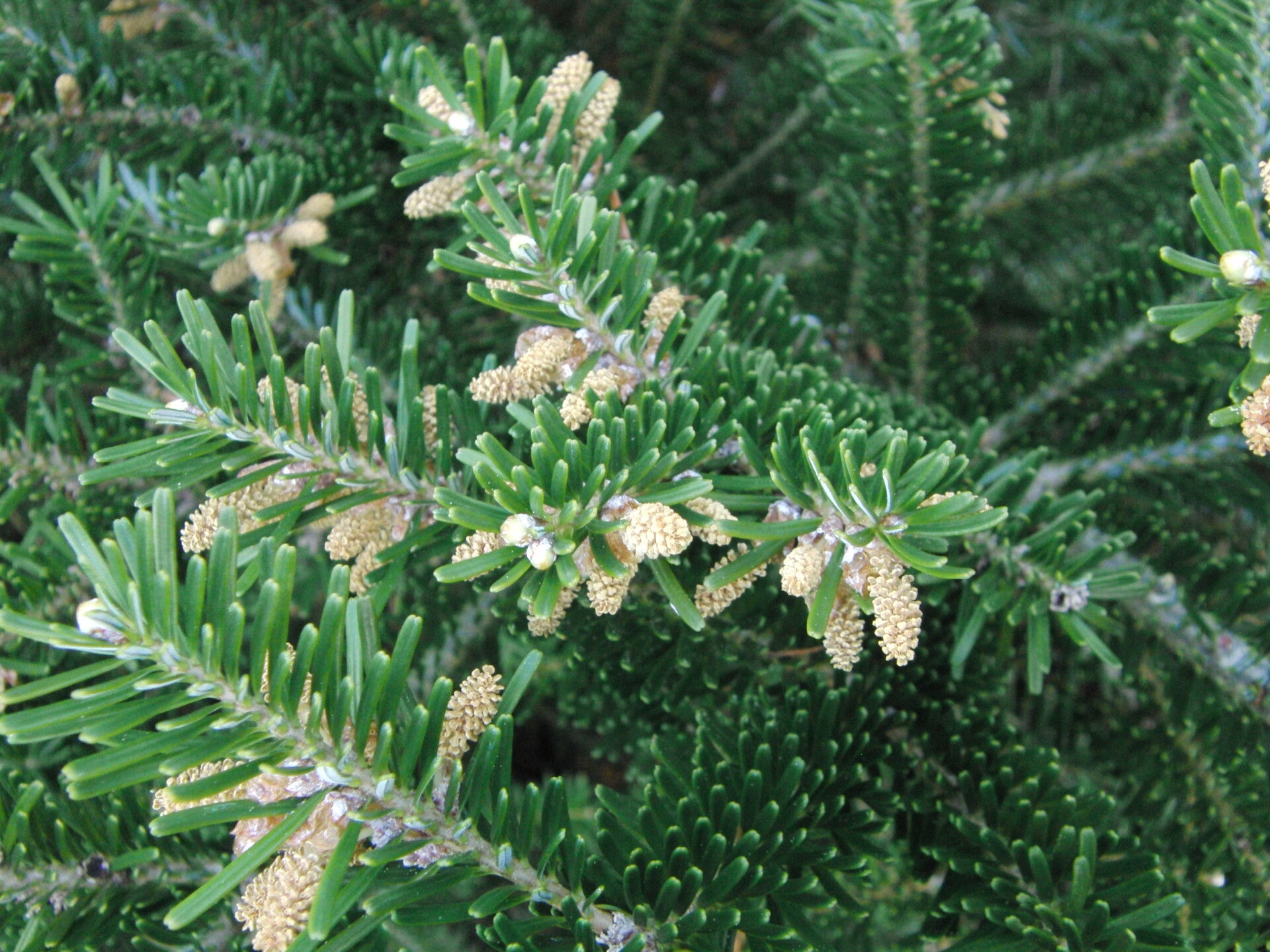 Abies koreana – Koreaanse zilverspar