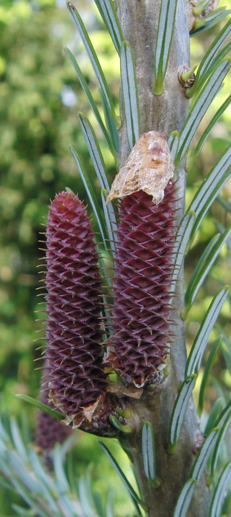 Abies koreana – Koreaanse zilverspar
