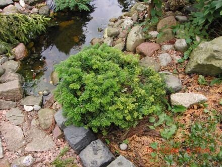 Abies lasiocarpa var. arizonica – dwergzilverspar