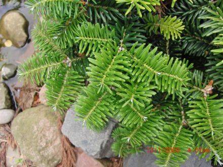Abies lasiocarpa var. arizonica – dwergzilverspar