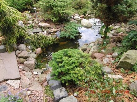 Abies lasiocarpa var. arizonica – dwergzilverspar