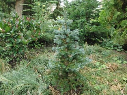 Abies lasiocarpa var. arizonica – dwergzilverspar