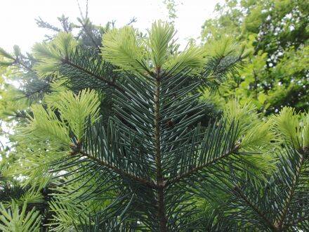 Abies lasiocarpa var. arizonica – dwergzilverspar