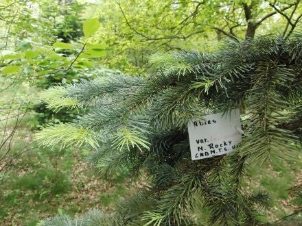 Abies lasiocarpa var. arizonica – dwergzilverspar