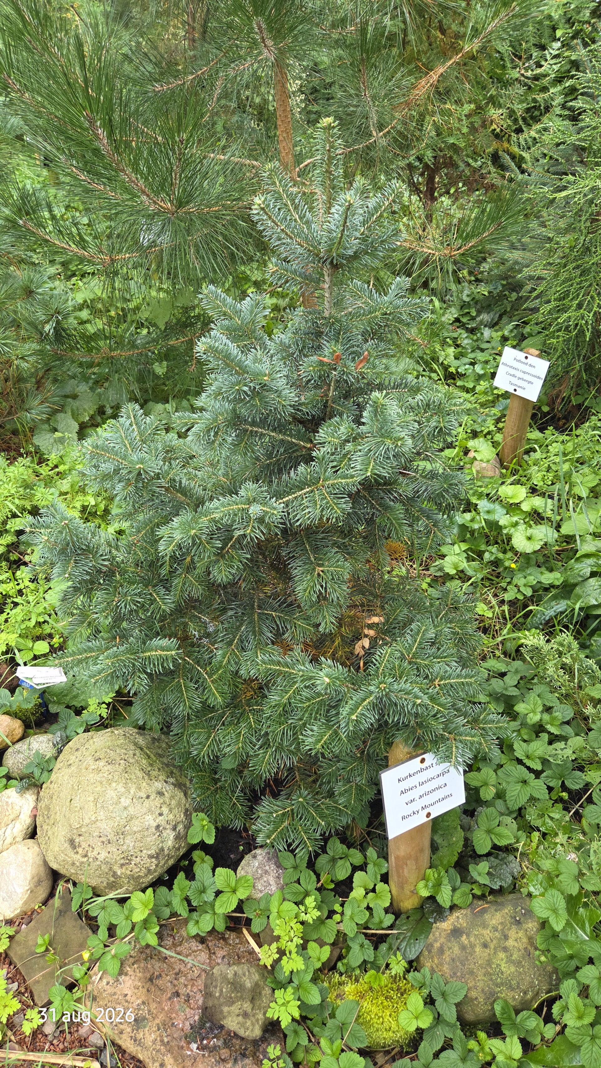 Abies lasiocarpa var. arizonica – dwergzilverspar