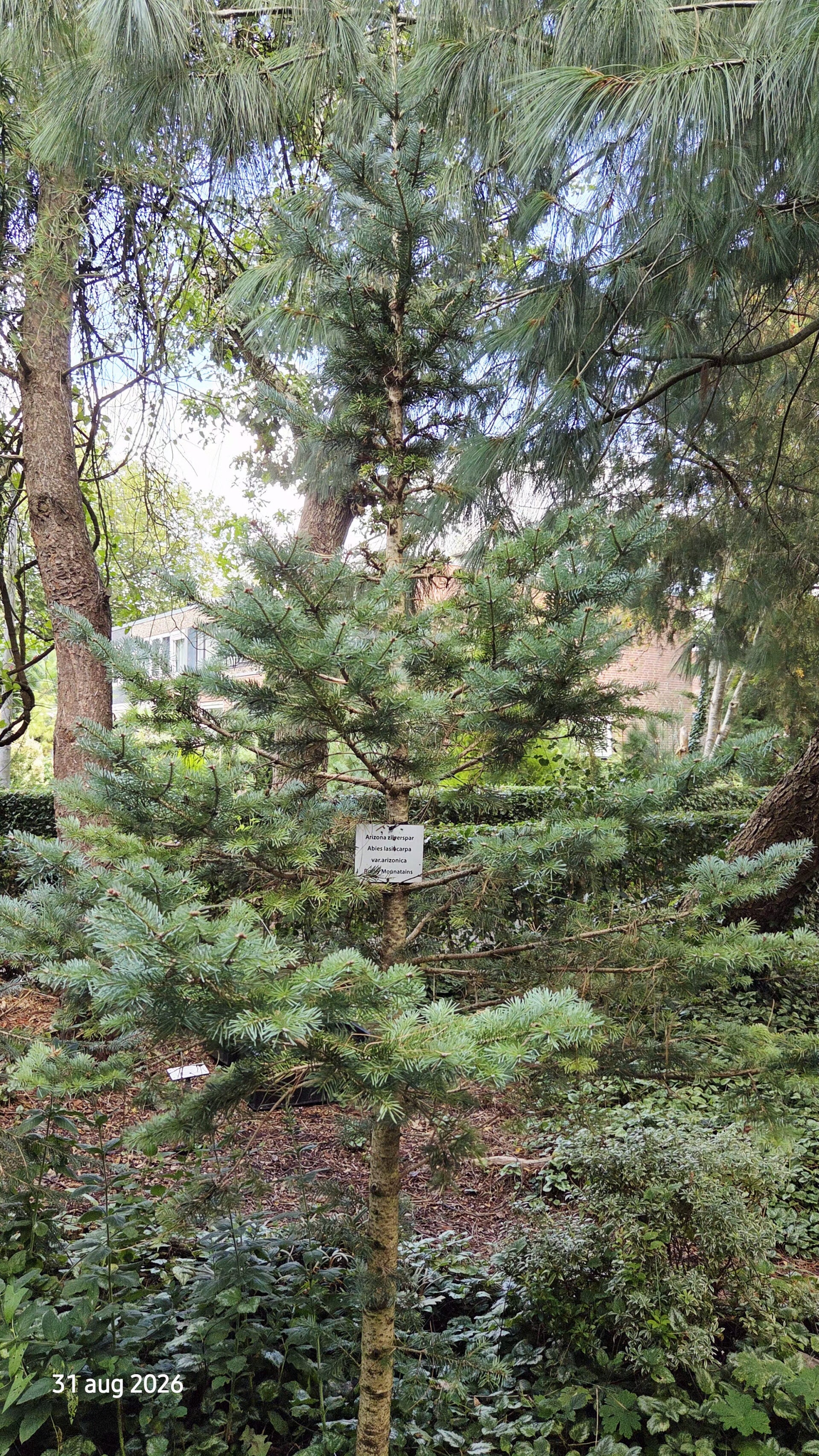 Abies lasiocarpa var. arizonica – dwergzilverspar