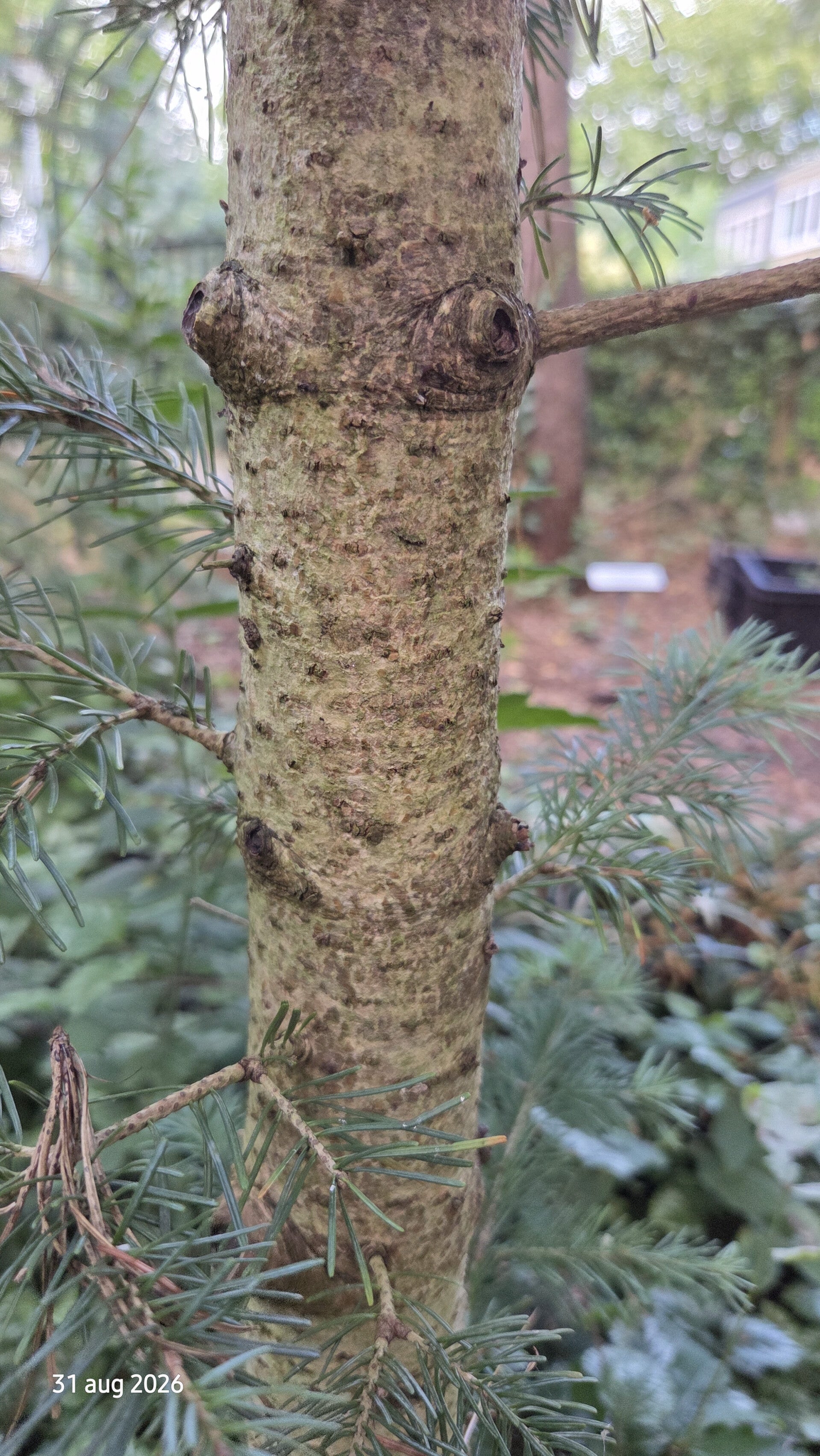 Abies lasiocarpa var. arizonica – dwergzilverspar