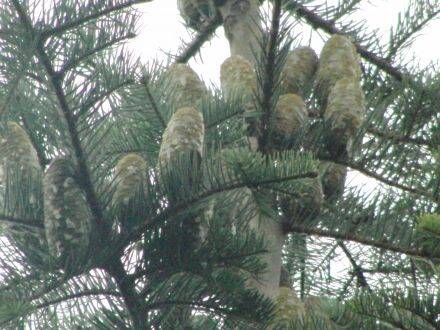 Abies lowiana – Coloradozilverspar