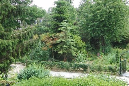Abies lowiana – Coloradozilverspar