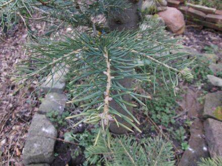 Abies lowiana – Coloradozilverspar