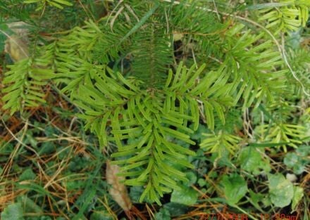 Abies mariesii – Maries-zilverspar