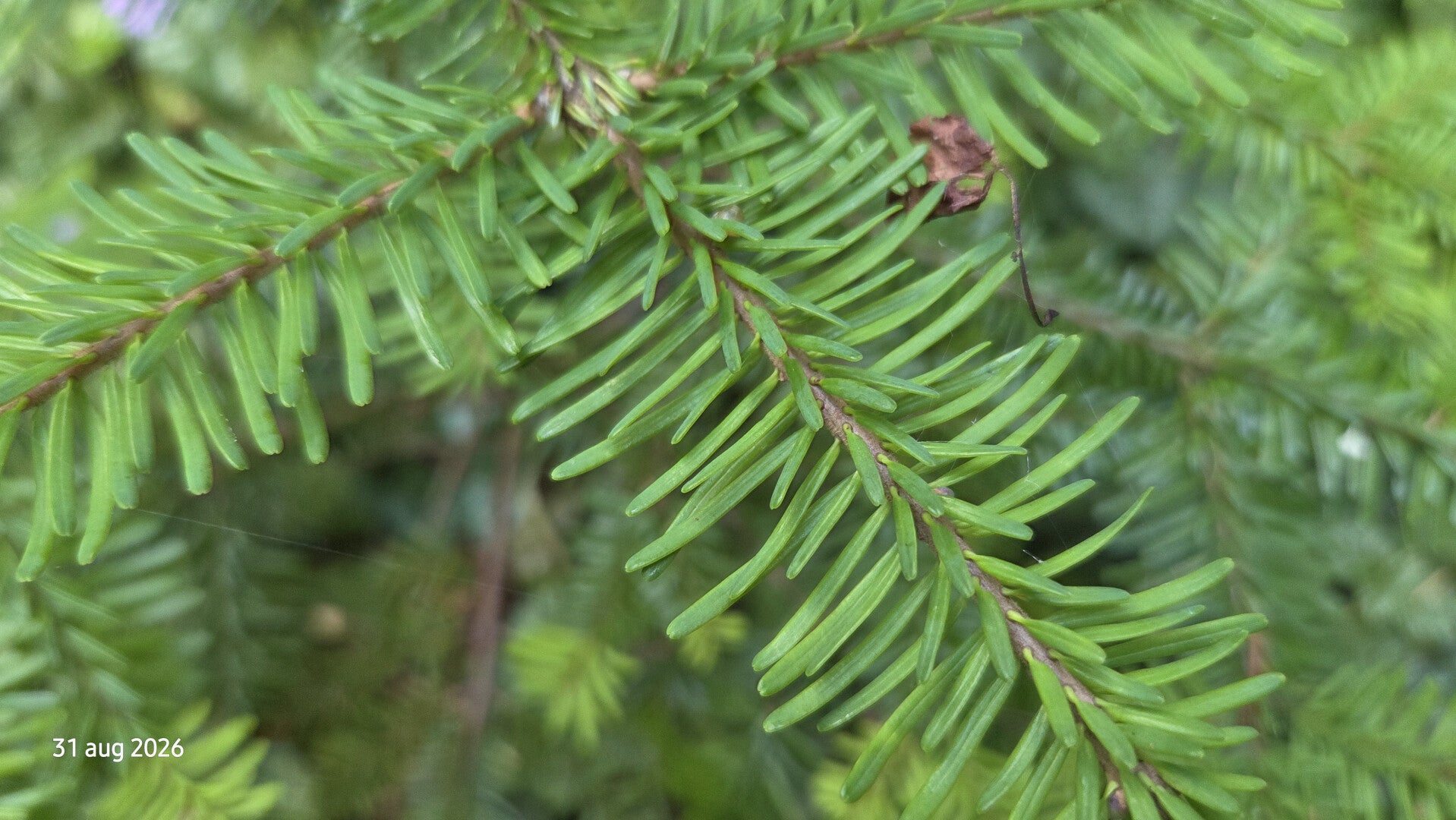 Abies mariesii – Maries-zilverspar