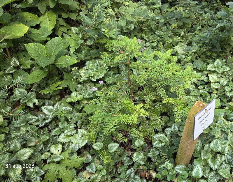 Abies mariesii – Maries-zilverspar