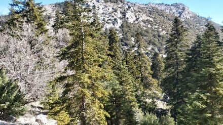 Abies marocana – Marokkaanse zilverspar