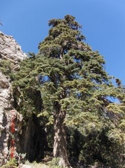 Abies marocana – Marokkaanse zilverspar