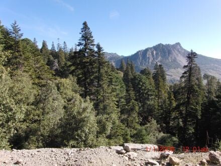 Abies marocana – Marokkaanse zilverspar