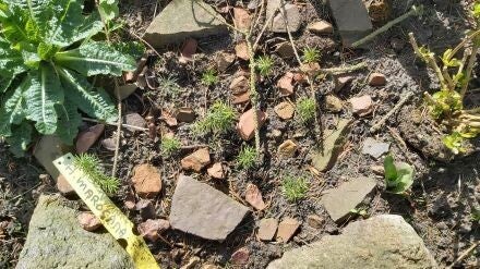 Abies marocana – Marokkaanse zilverspar