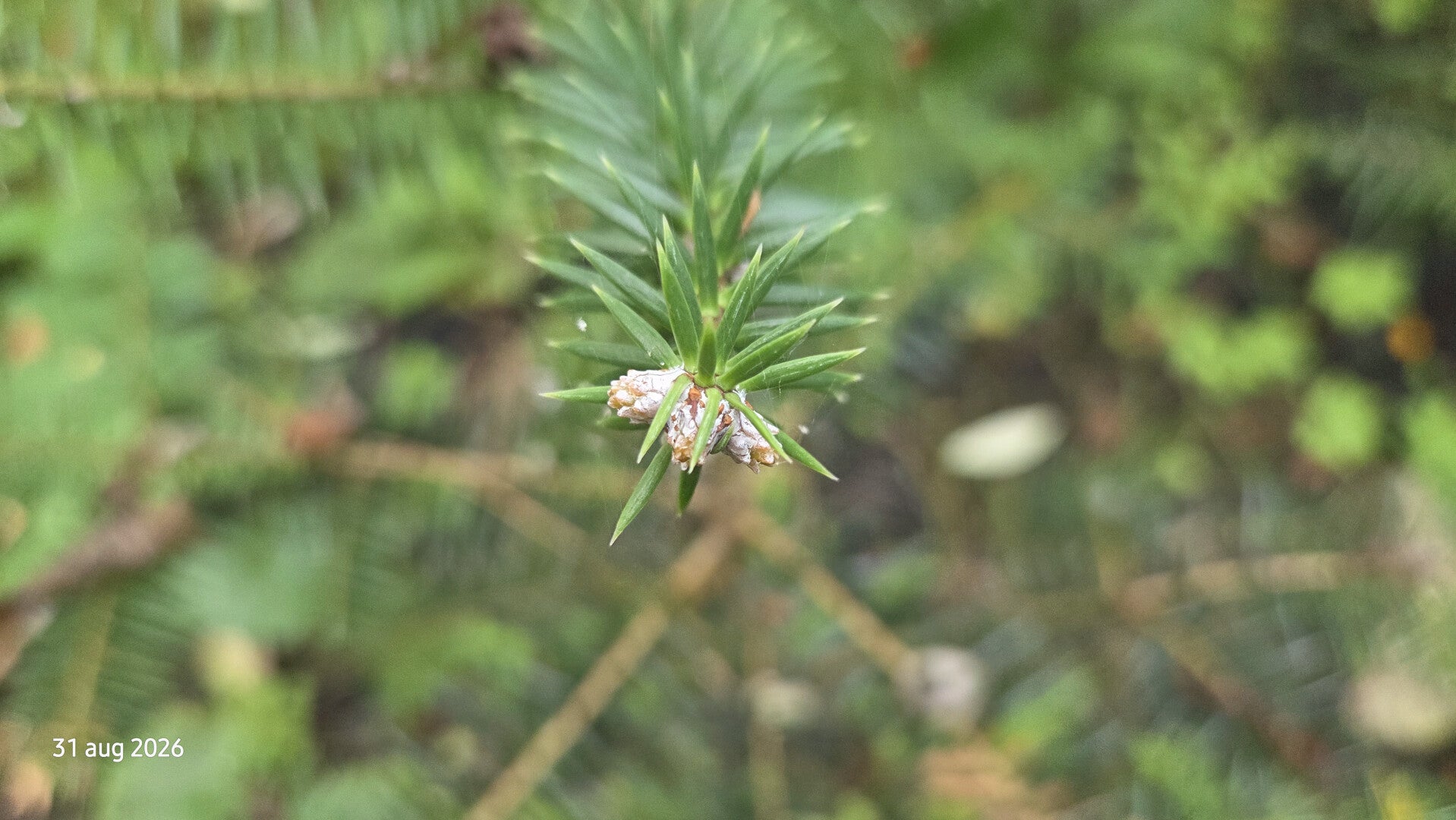 Abies marocana – Marokkaanse zilverspar