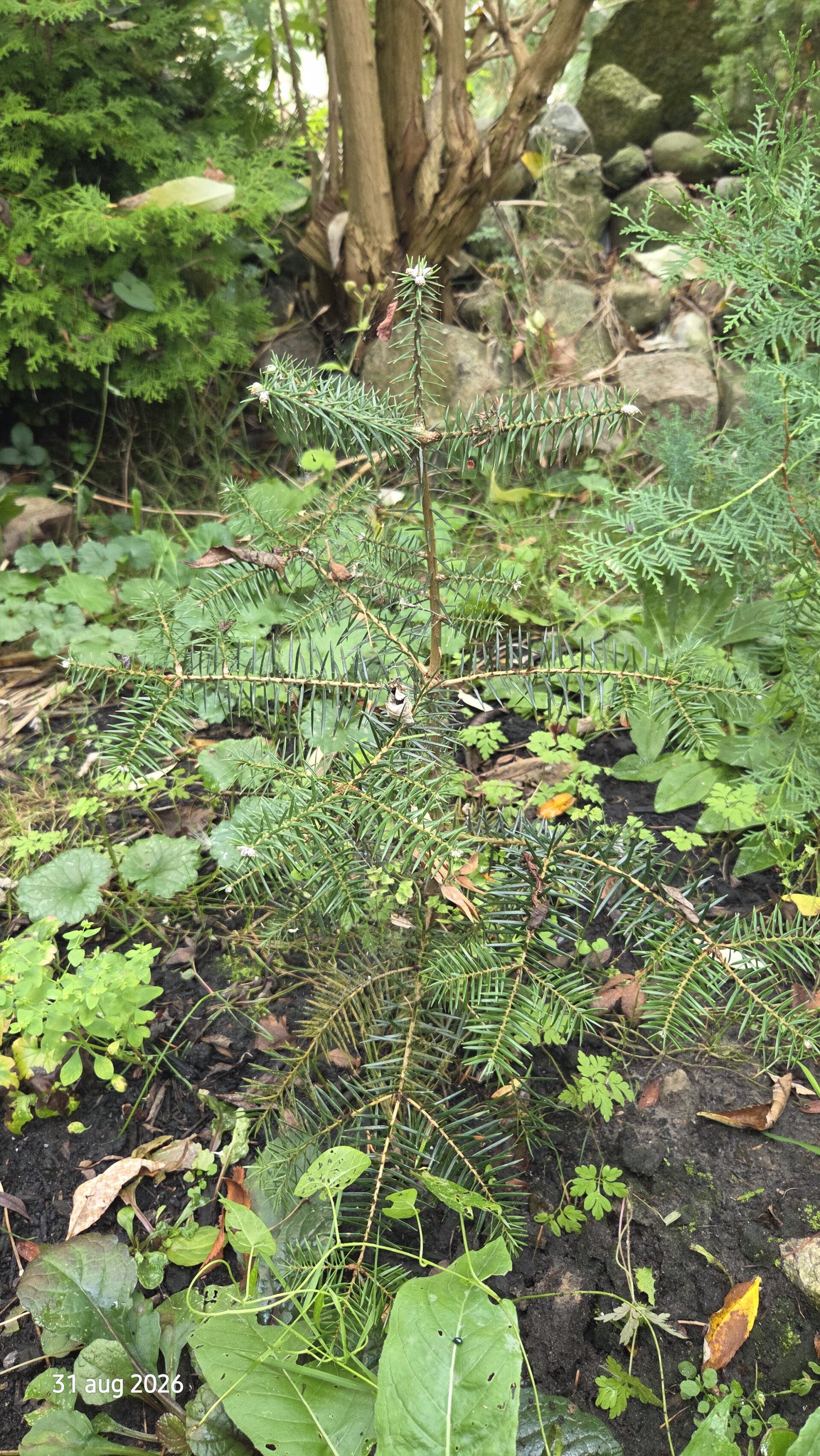 Abies marocana – Marokkaanse zilverspar