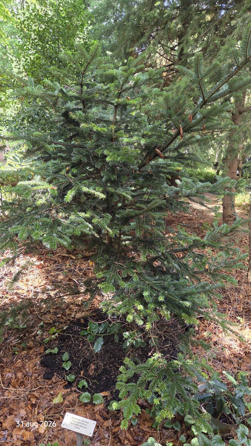 Abies nebrodensis – Siciliaanse zilverspar
