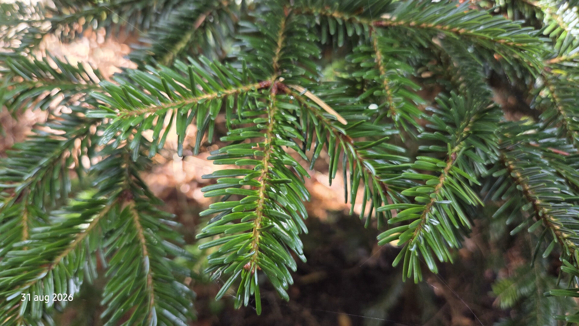 Abies nebrodensis – Siciliaanse zilverspar