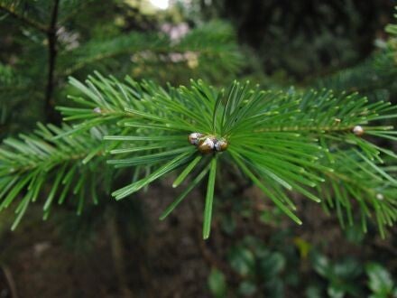 Abies nephrolepis – Oost-Siberische zilverspar