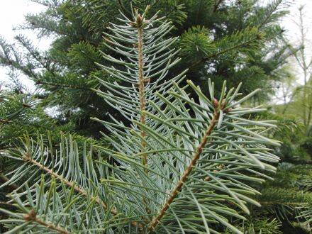 Abies nephrolepis – Oost-Siberische zilverspar