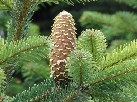 Abies nordmanniana – Kaukasische zilverspar