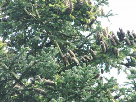 Abies nordmanniana – Kaukasische zilverspar